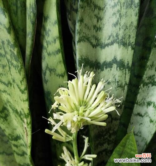 金边虎皮兰绽放的美丽与吉祥 金边虎皮兰开花的寓意——繁荣昌盛