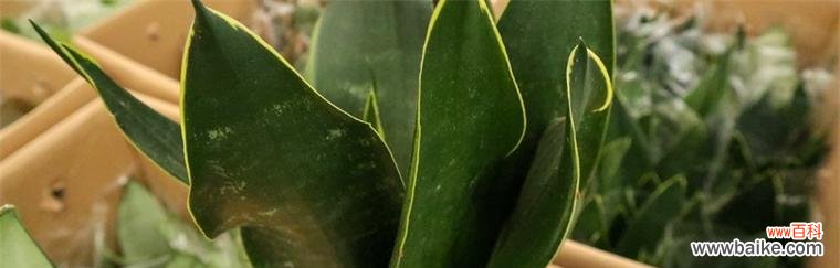 金边虎皮兰绽放的美丽与吉祥 金边虎皮兰开花的寓意——繁荣昌盛