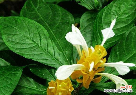 探寻金苞花的花语及美丽传说 金苞花的花语及象征意义