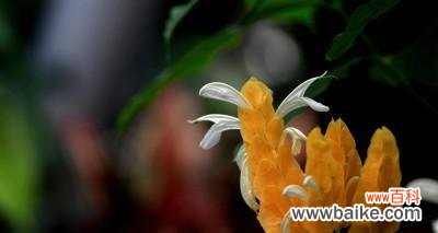 探寻金苞花的花语及美丽传说 金苞花的花语及象征意义