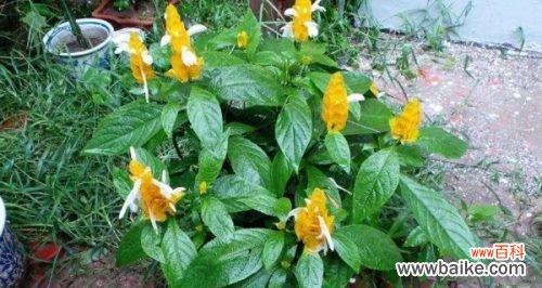 探寻金苞花的花语及美丽传说 金苞花的花语及象征意义