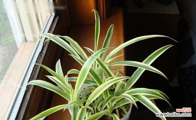 探索吊兰开花的象征意义及相关传说 金边吊兰开花寓意