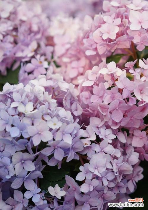 探讨花的多重花语及可能的背叛意象 花的花语