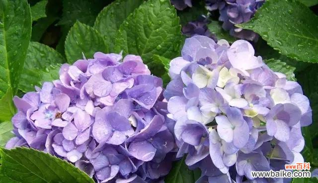 探讨花的多重花语及可能的背叛意象 花的花语