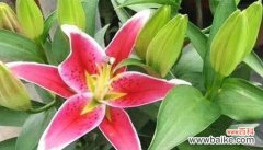 揭示金百合花的神秘与美丽 金百合花的花语与寓意