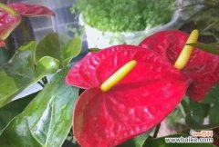 哪些花象征发财和吉祥？这些花的寓意是什么？