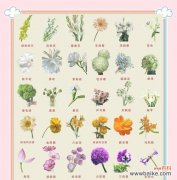 哪种花象征着童年快乐？它的花语有何寓意？