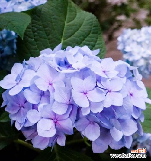 哪种花象征爱情？爱情的花卉代表有哪些？