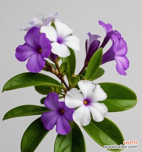 哪种花象征爱情？爱情的花卉代表有哪些？