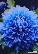 象征富贵常开的花有哪些？象征富贵常开的花语是什么？