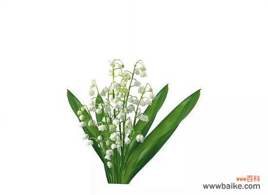 白铃兰象征爱情的花有哪些特点?