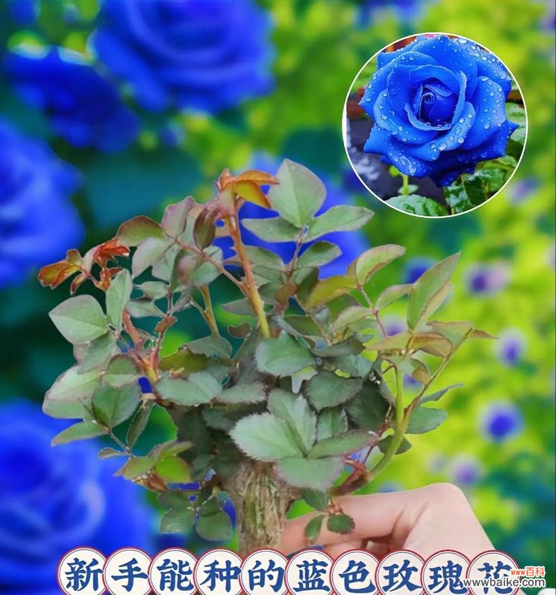 哪种花象征可靠的爱情？如何用它表达爱意？