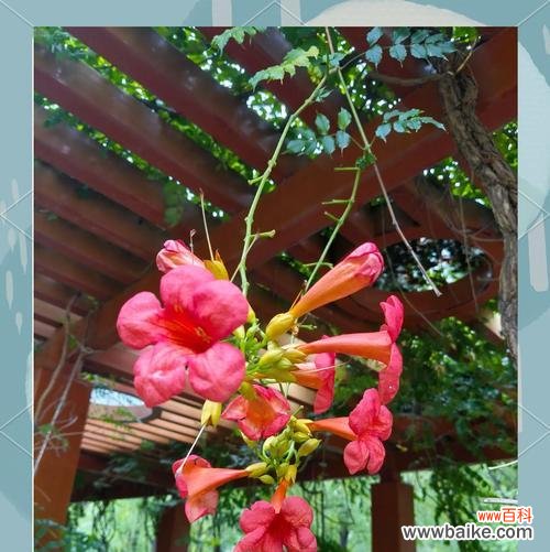 哪种花象征可靠的爱情？如何用它表达爱意？