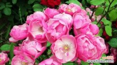 探索月季花的丰富花语与深刻寓意 月季花的花语与寓意