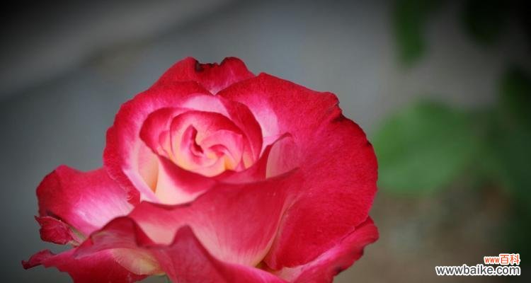 探究花朵背后的情感世界 月季与菊花