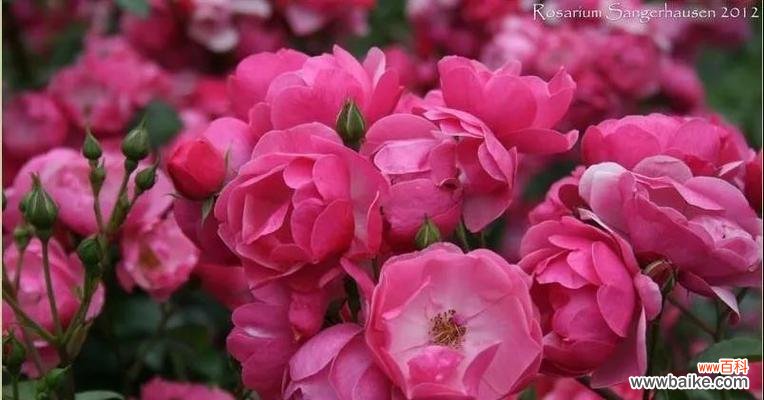 探寻月季花的魅力与意义 月季花的寓意与象征