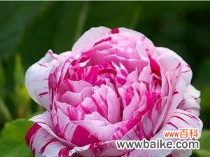 探寻月季花的魅力与意义 月季花的寓意与象征