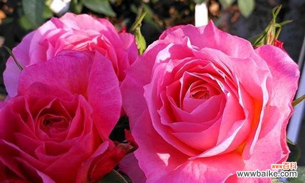 探寻月季花的魅力与意义 月季花的寓意与象征