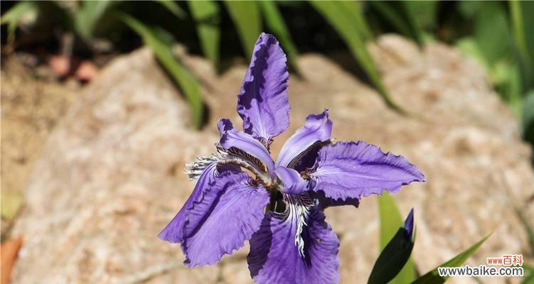 聆听鸢尾兰花语，开启心灵之旅 鸢尾兰花语之美——探寻花海中的心灵愿望