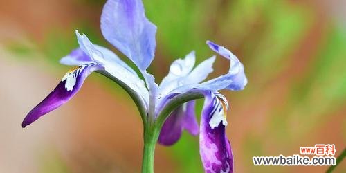 聆听鸢尾兰花语，开启心灵之旅 鸢尾兰花语之美——探寻花海中的心灵愿望