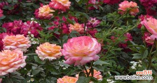 探寻月季花的意义与象征 月季花的花语与寓意