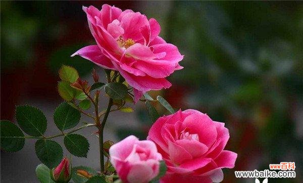 探寻月季花的意义与象征 月季花的花语与寓意