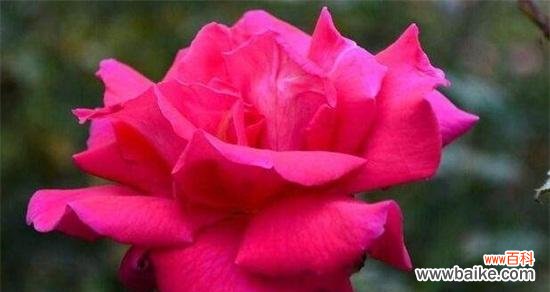 探寻月季花的意义与象征 月季花的花语与寓意