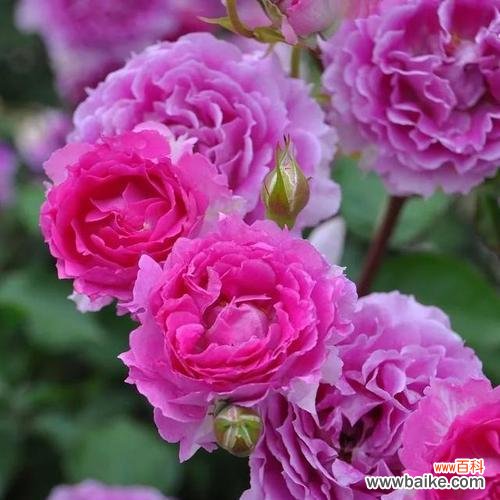 月季花的花语是怎样表达爱情的？ 月季花的花语