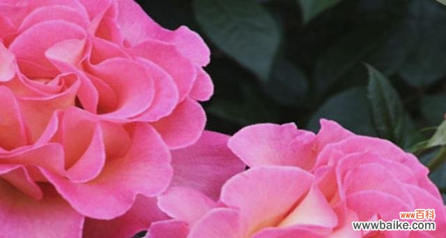 月季花的花语是怎样表达爱情的？ 月季花的花语