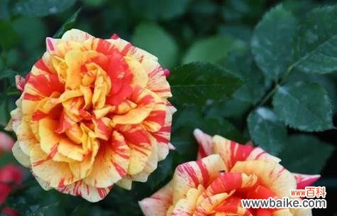 解读月季花的各种花语，了解每朵花所代表的含义 月季花的花语及意义