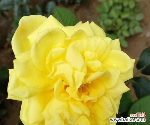 探索月季花的诗意与美丽，解读其隐藏的花语 月季花的花语及其象征意义