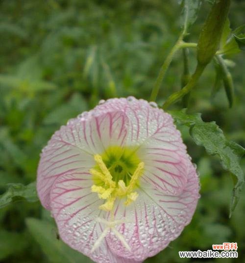 探寻月见草的传说与花语 月见草