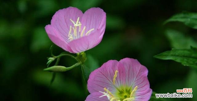 探寻月见草的传说与花语 月见草