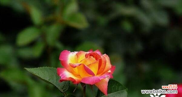 探索月季花的意义，感受花开的力量 月季花语