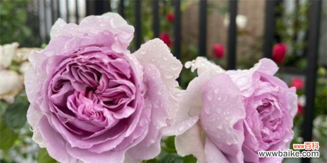 探索月季花的意义，感受花开的力量 月季花语