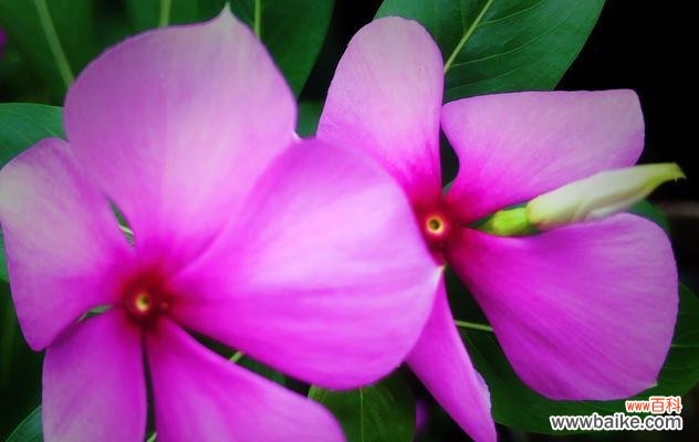 传承着情感的花朵,长春花 长春花花语