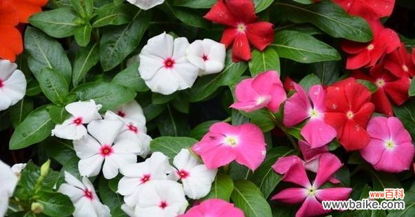 传承着情感的花朵,长春花 长春花花语