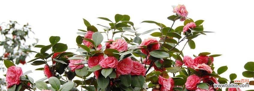 探秘金缕梅花语的深层内涵 金缕梅的花语与寓意