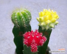 探究金虎仙人球在文化和传统中的重要角色 金虎仙人球的寓意与象征意义