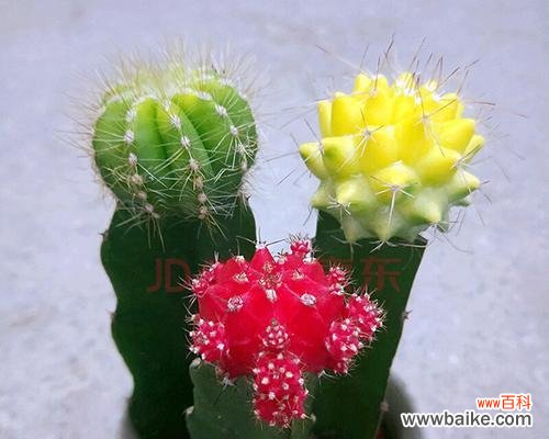 探究金虎仙人球在文化和传统中的重要角色 金虎仙人球的寓意与象征意义