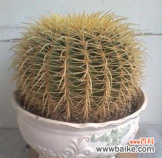 探究金虎仙人球在文化和传统中的重要角色 金虎仙人球的寓意与象征意义