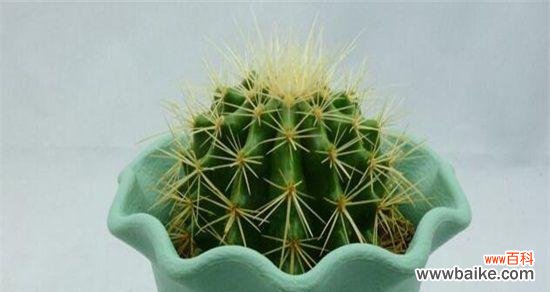 探究金虎仙人球在文化和传统中的重要角色 金虎仙人球的寓意与象征意义