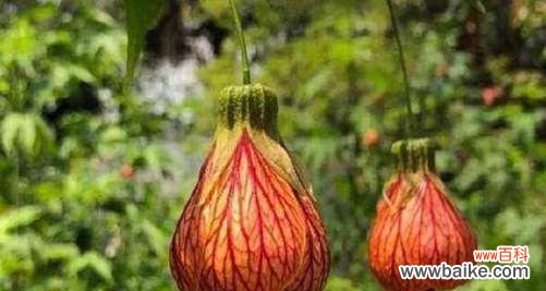 探索金铃花所传递的美丽情感与深刻寓意 金铃花的花语与寓意