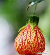 探索金铃花所传递的美丽情感与深刻寓意 金铃花的花语与寓意