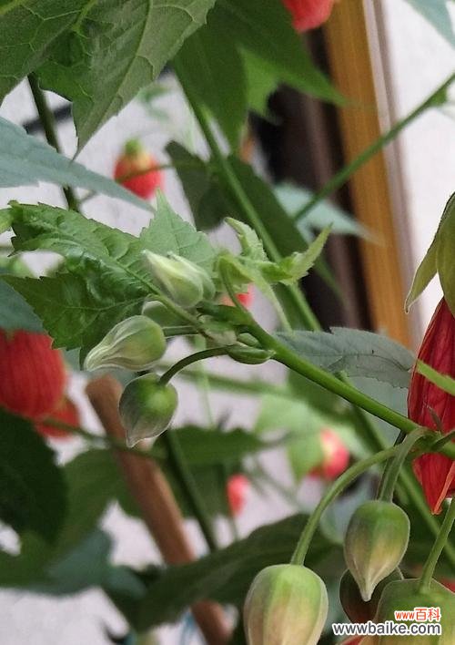 探索金铃花所传递的美丽情感与深刻寓意 金铃花的花语与寓意