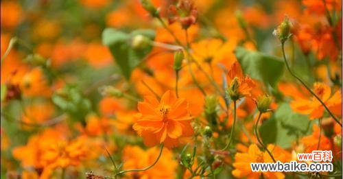 探寻金鸡菊的神秘魅力与象征意义 金鸡菊的花语与寓意