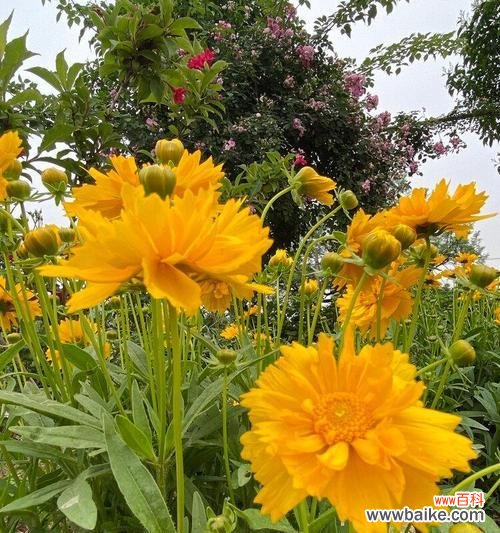 探寻金鸡菊的神秘魅力与象征意义 金鸡菊的花语与寓意