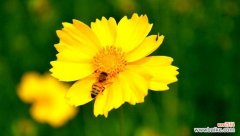 探寻金鸡菊的神秘魅力与象征意义 金鸡菊的花语与寓意