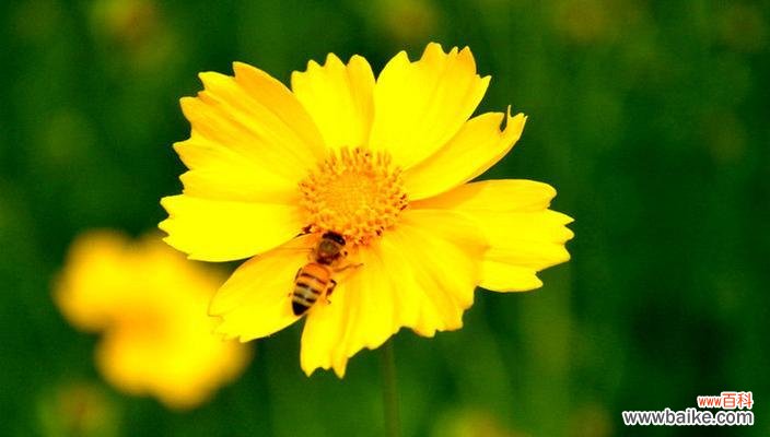 探寻金鸡菊的神秘魅力与象征意义 金鸡菊的花语与寓意