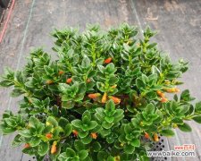 金鱼吊兰的美丽与繁荣 金鱼吊兰的寓意和象征风水